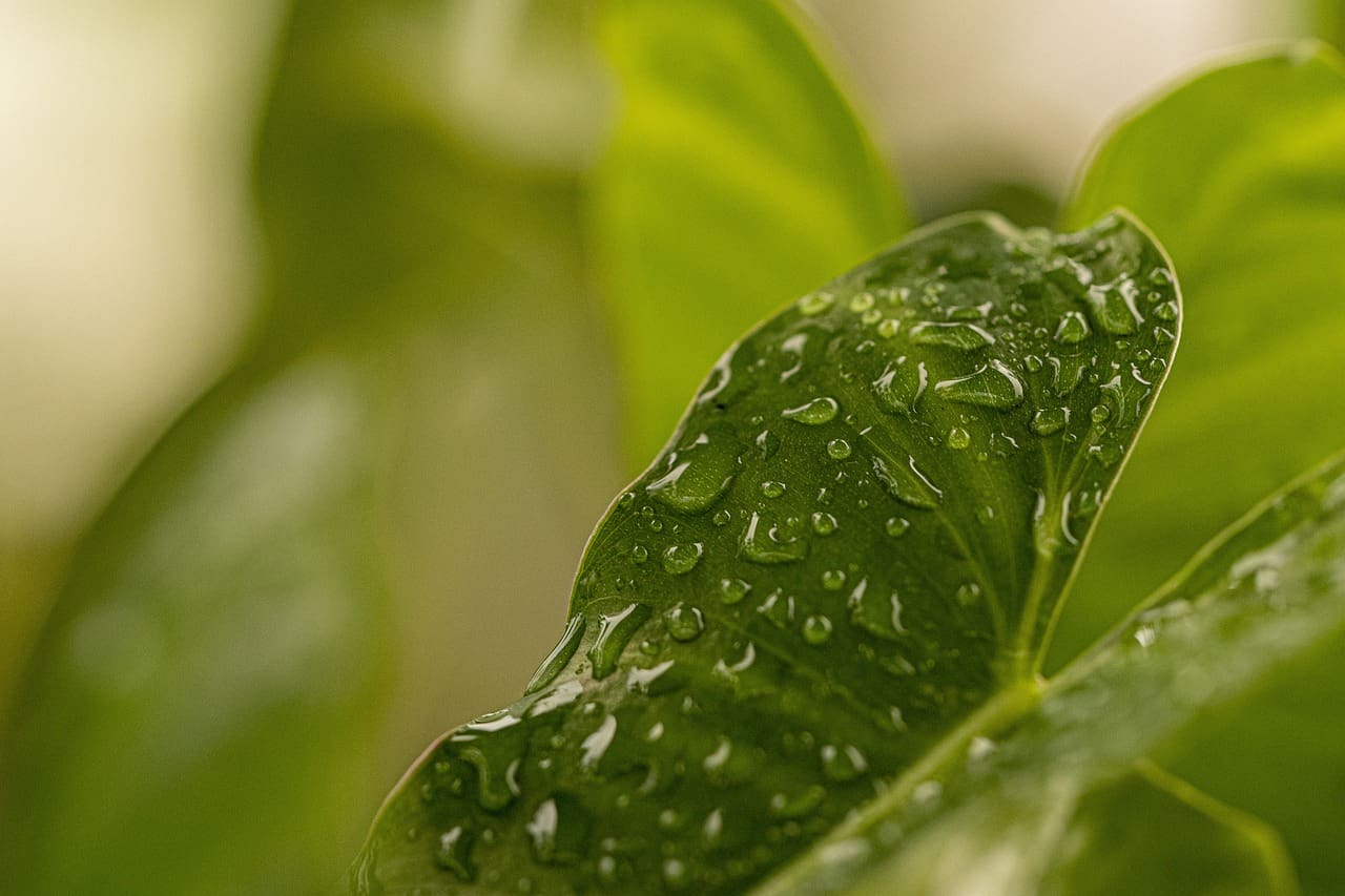 leaf, plant, raindrops-5592392.jpg